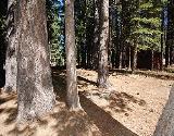 Natural Forested Lot